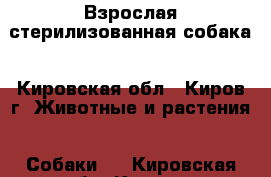 Взрослая стерилизованная собака - Кировская обл., Киров г. Животные и растения » Собаки   . Кировская обл.,Киров г.